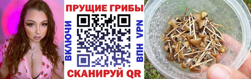Галлюциногенные грибы GOLDEN TEACHER  Якутск 